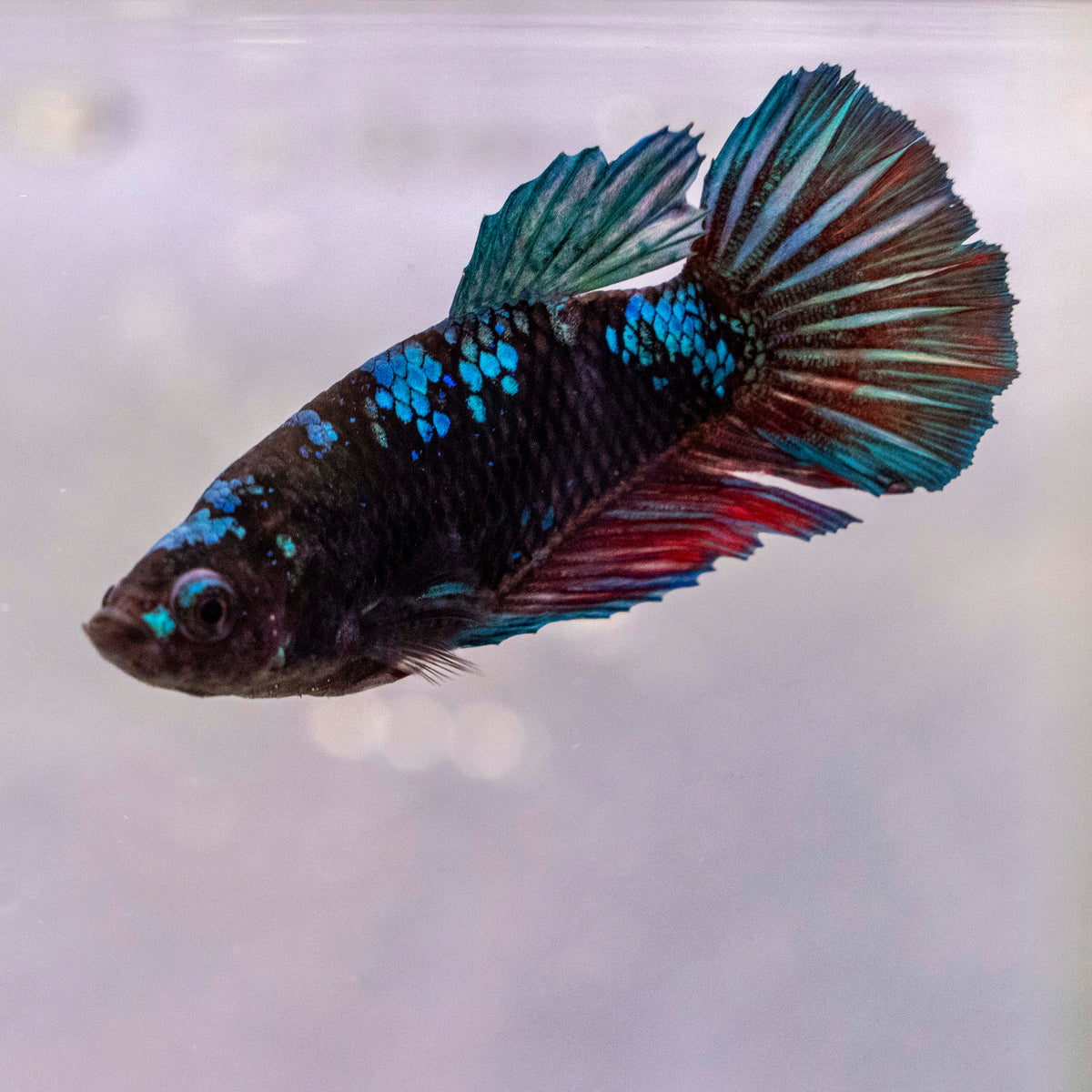 Male Betta - MB008