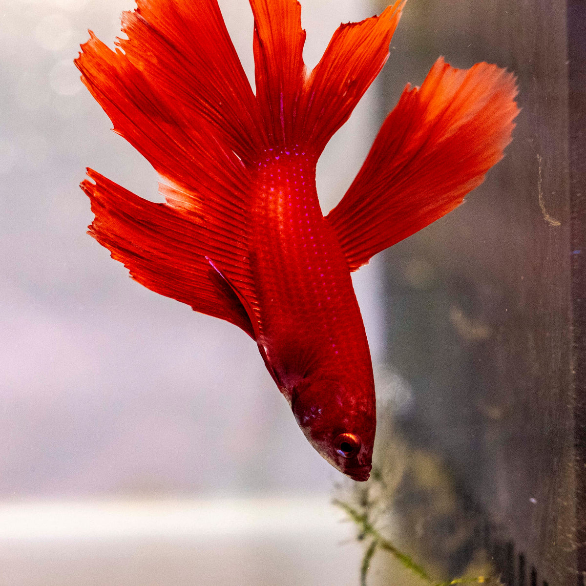 Male Betta - MB009