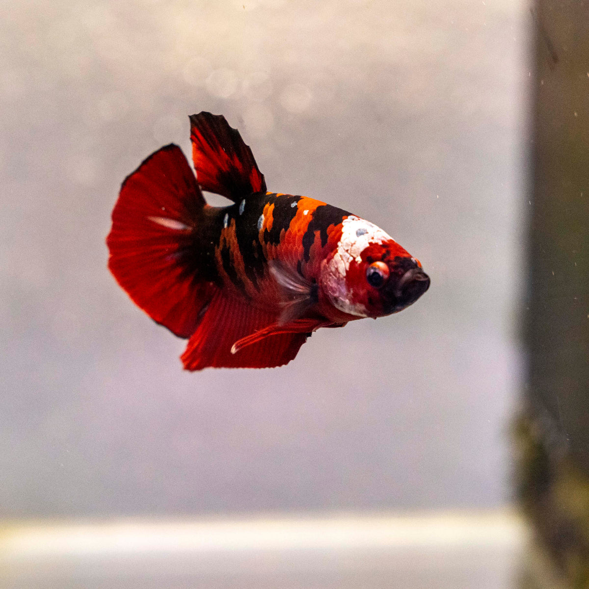 Male Betta - MB010