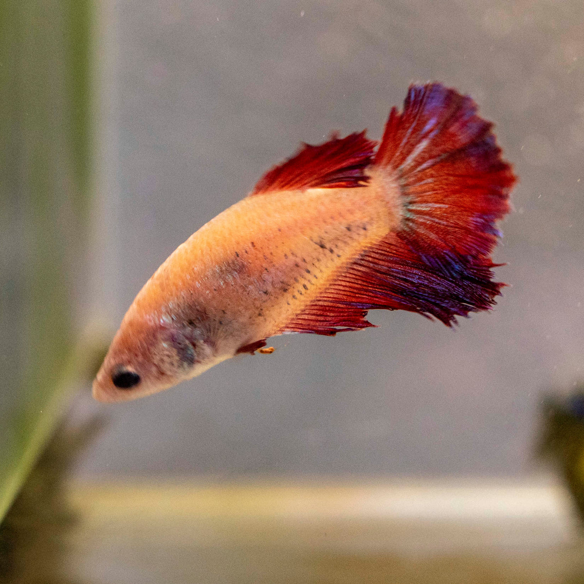Male Betta - MB011