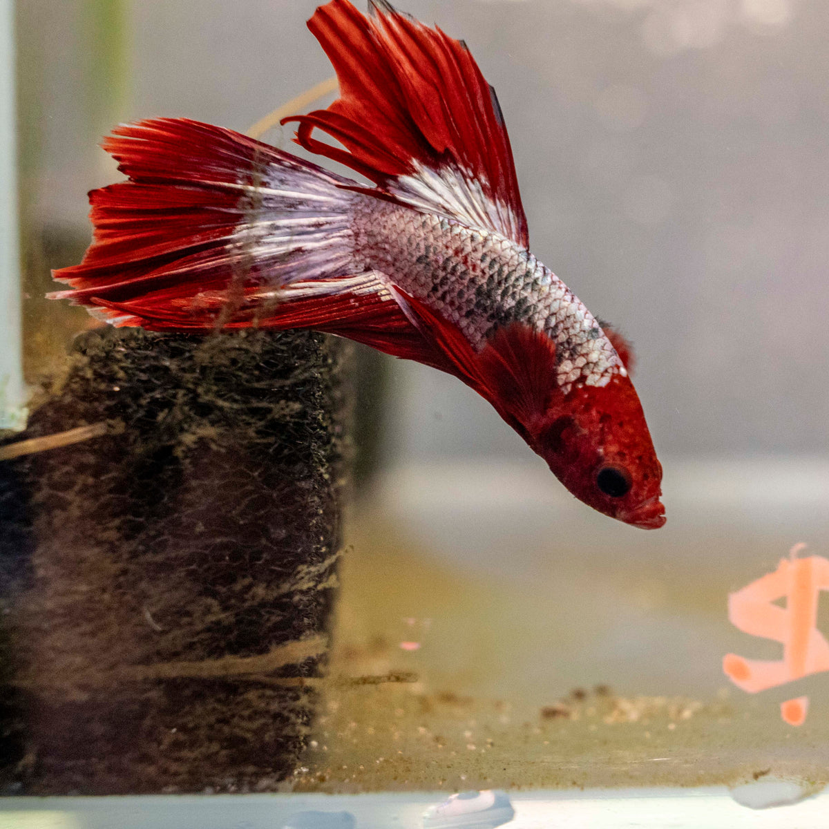 Male Betta - MB012