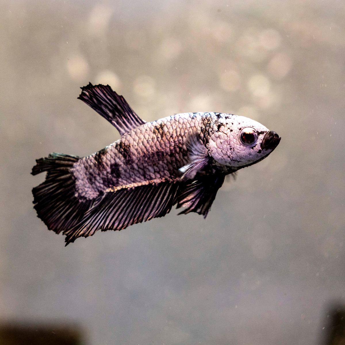 Male Betta - MB013