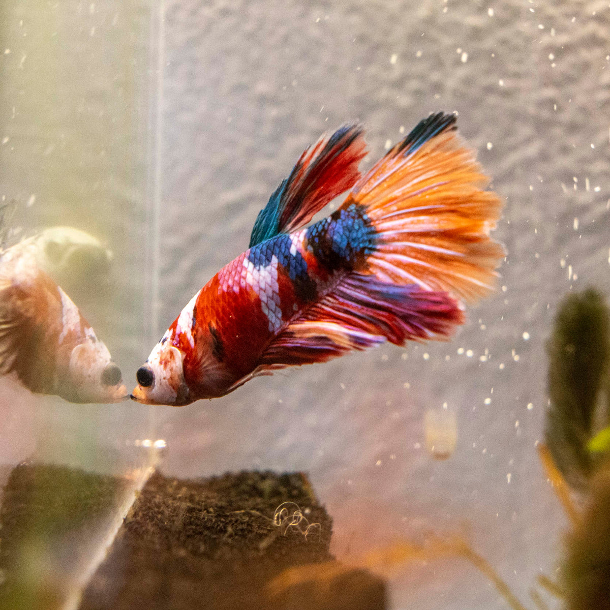 Male Betta - MB014