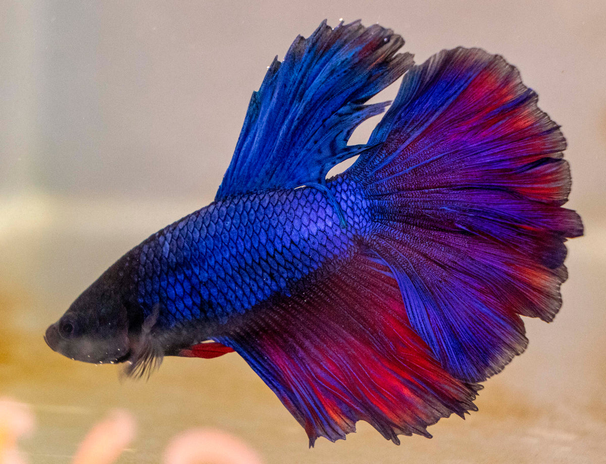 Male Betta - MB015