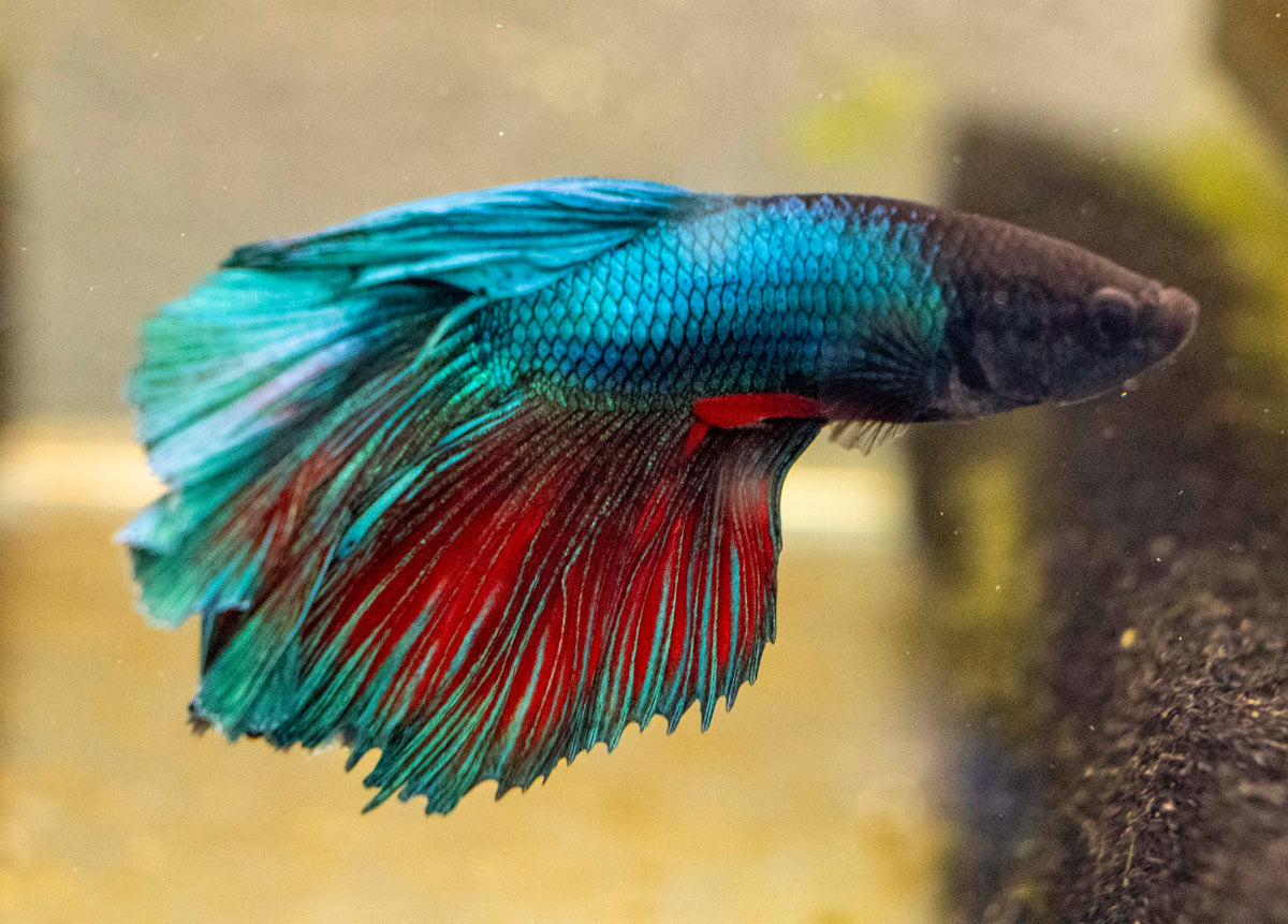 Male Betta - MB016