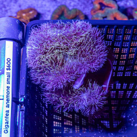 Gigantea Anemone (Skunk Clown Pair)