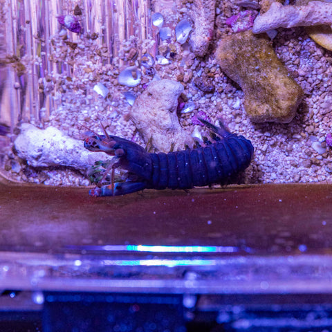 Mantis Shrimp