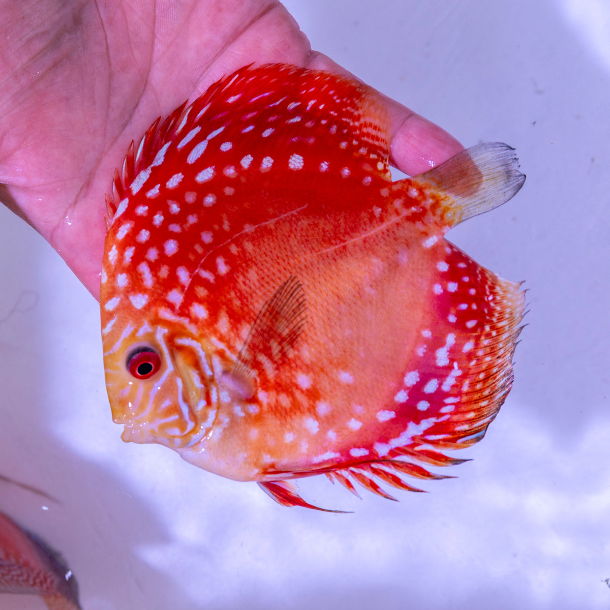 Pigeon Snakeskin Discus - WYSIWYG Disc0008