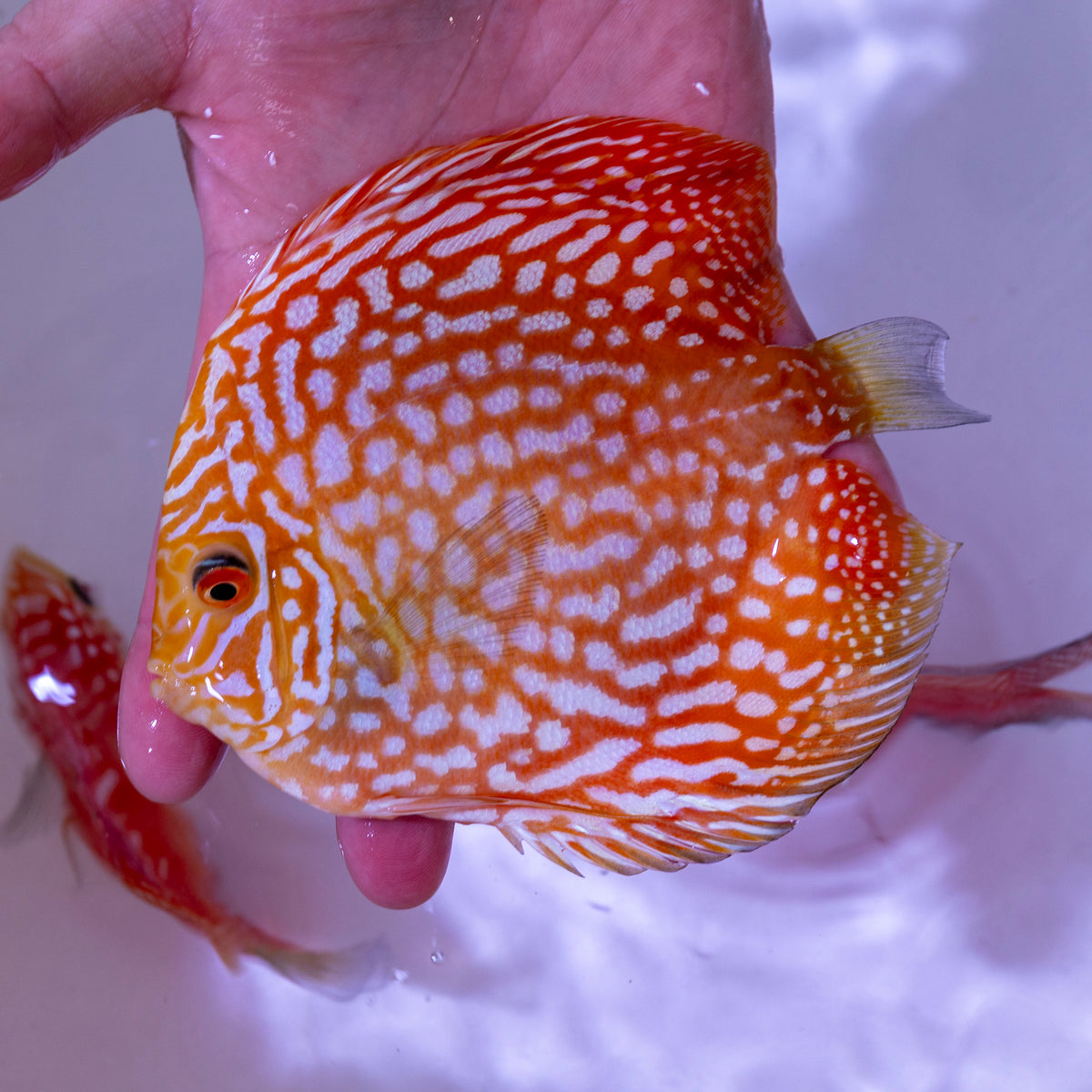 Yellow Pigeon Discus - WYSIWYG Disc0003