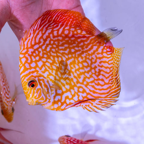 Yellow Pigeon Discus - WYSIWYG Disc0004