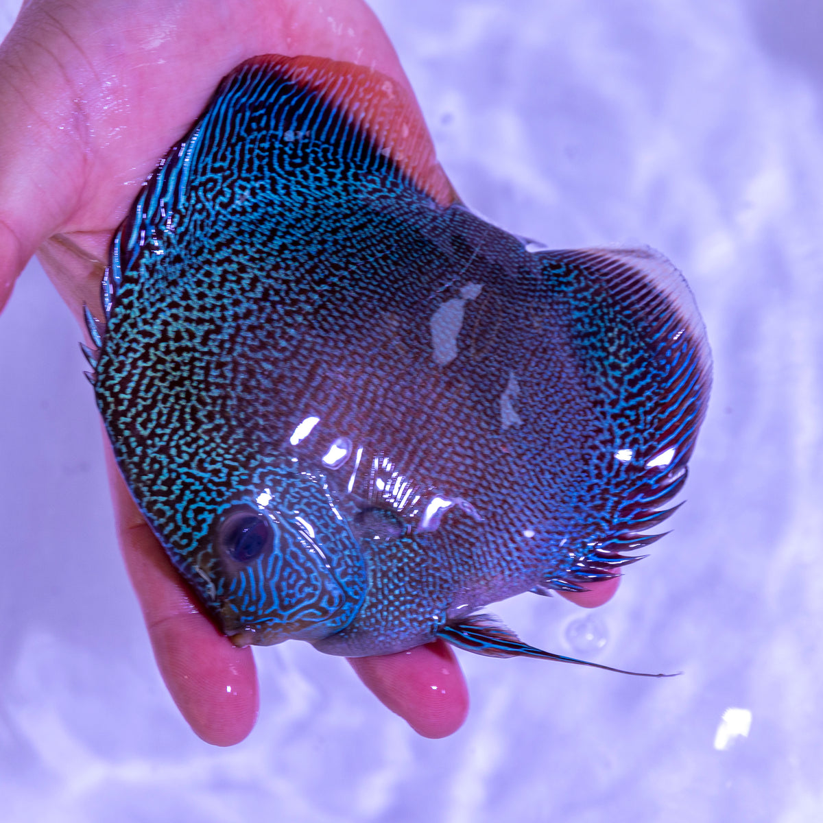 Snakeskin Discus - WYSIWYG Disc0005