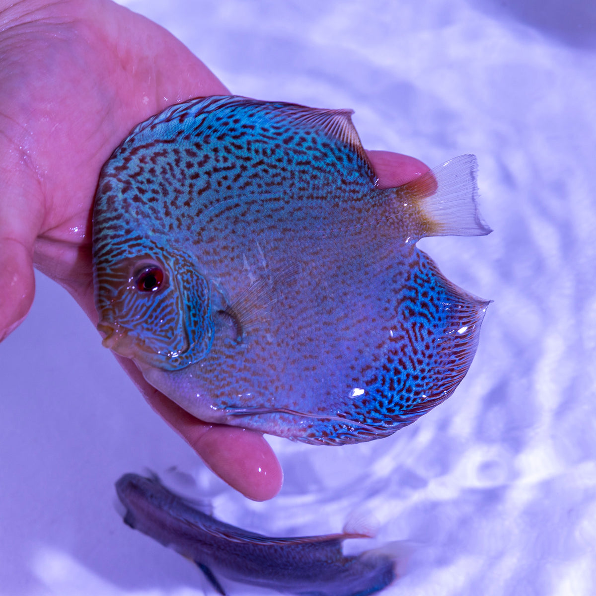 Albino Eruption Discus - WYSIWYG Disc0010