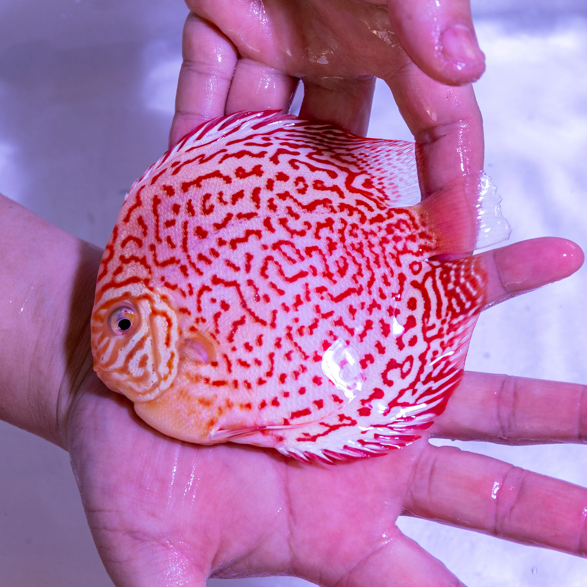 Albino Leopard Discus - WYSIWYG Disc0014
