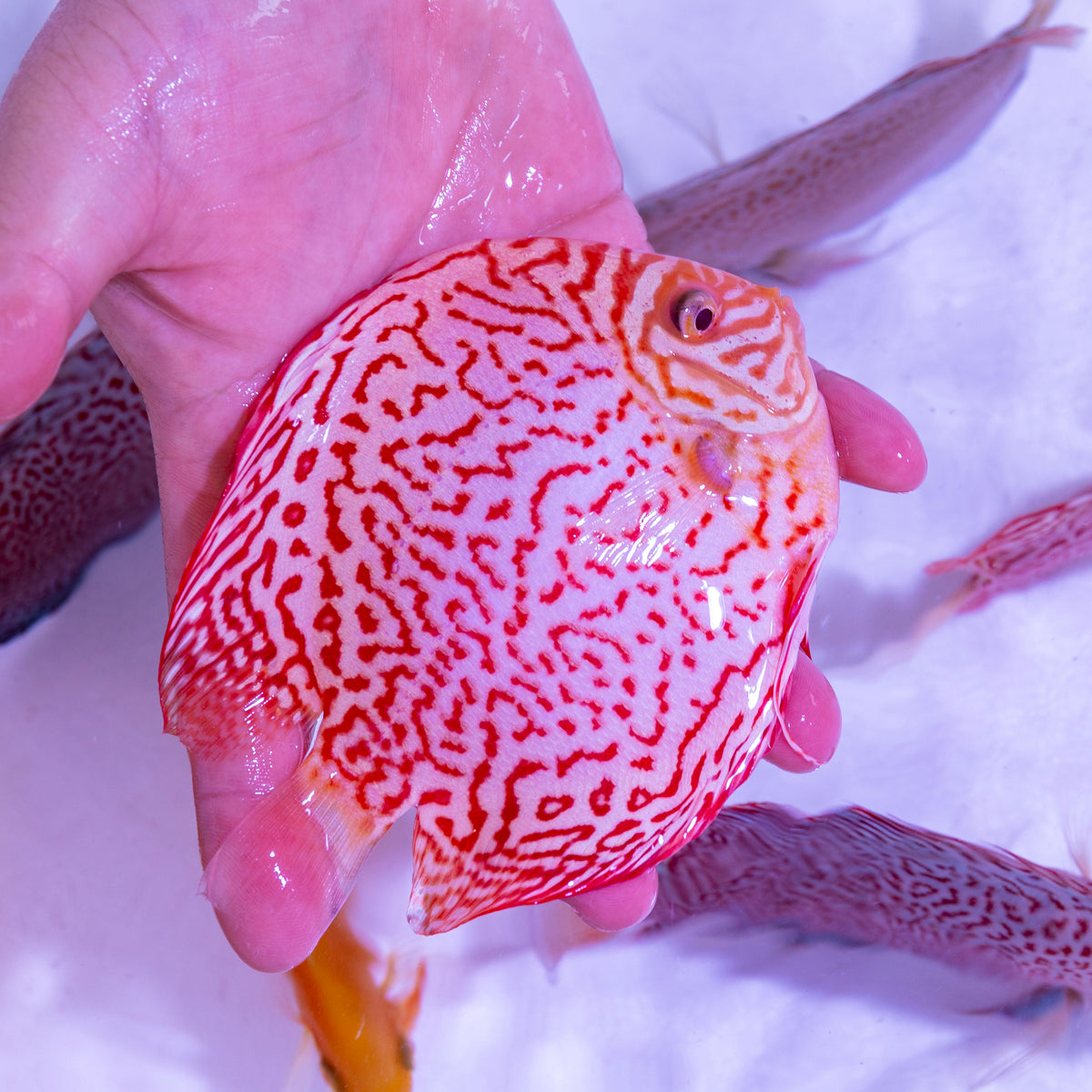 Albino Leopard Discus - WYSIWYG Disc0013