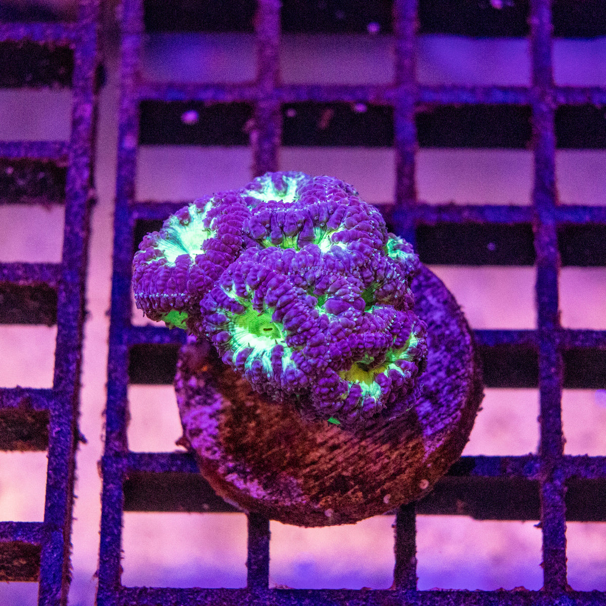 Blastomussa Merletti