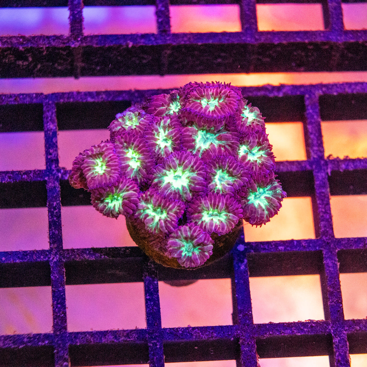 Blastomussa Merletti