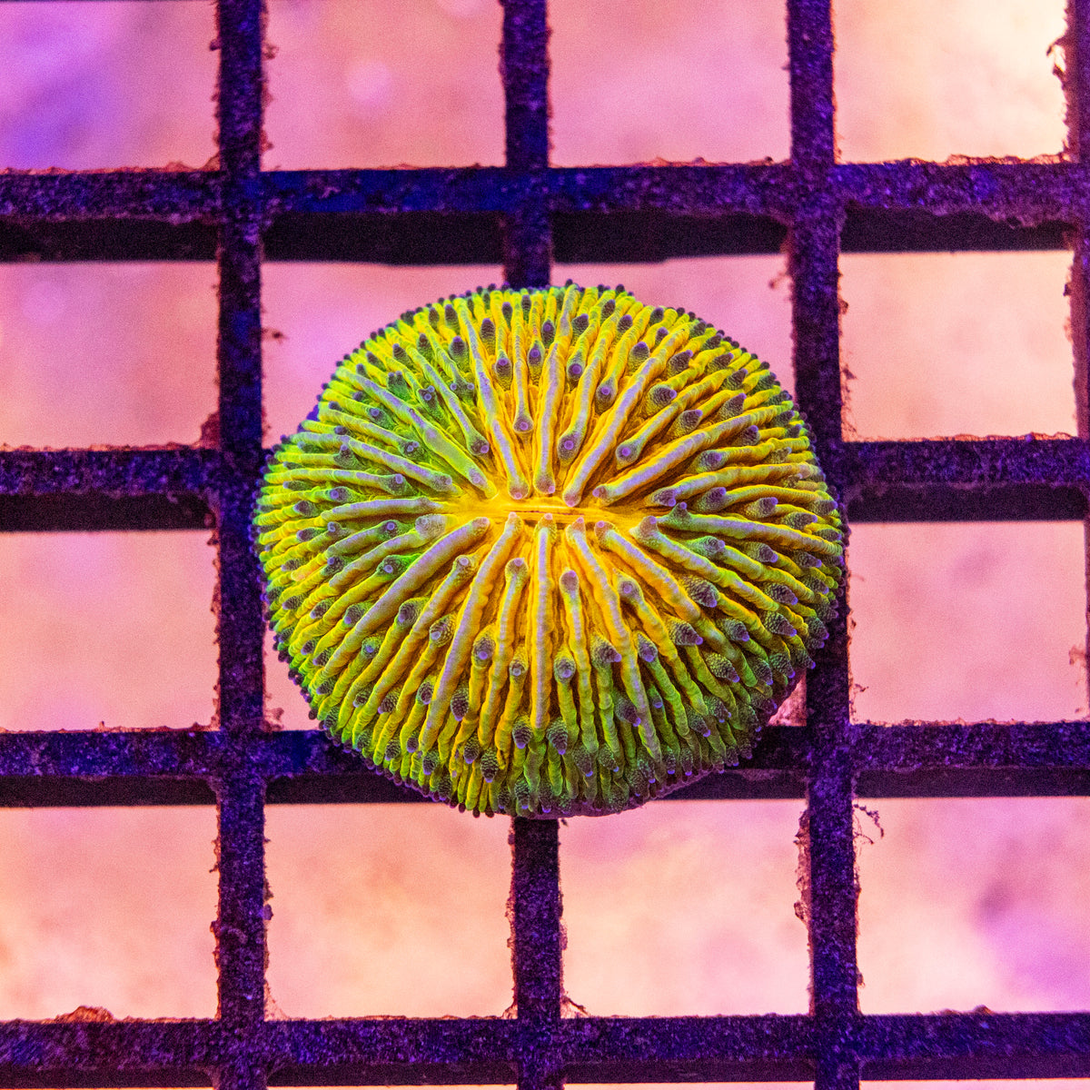 Fungia