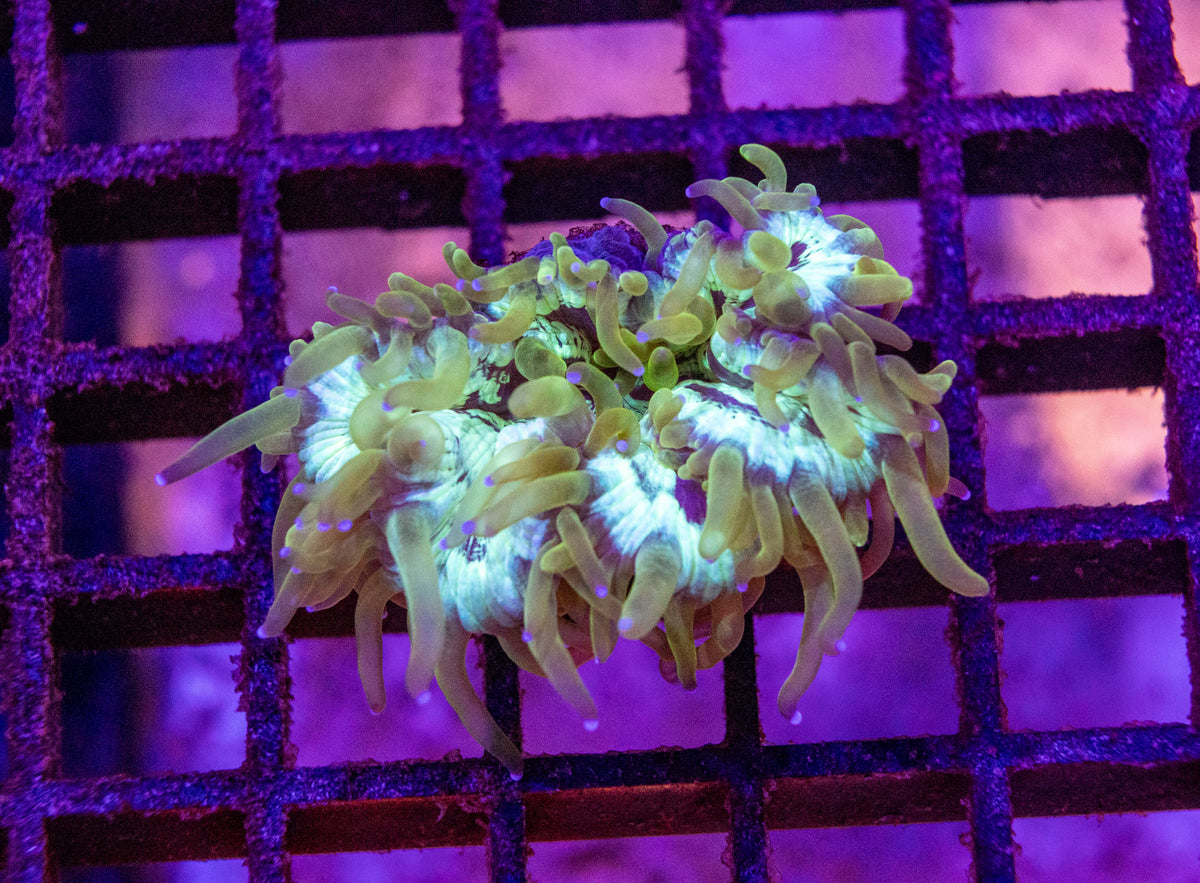 Elegance (Nano Size)