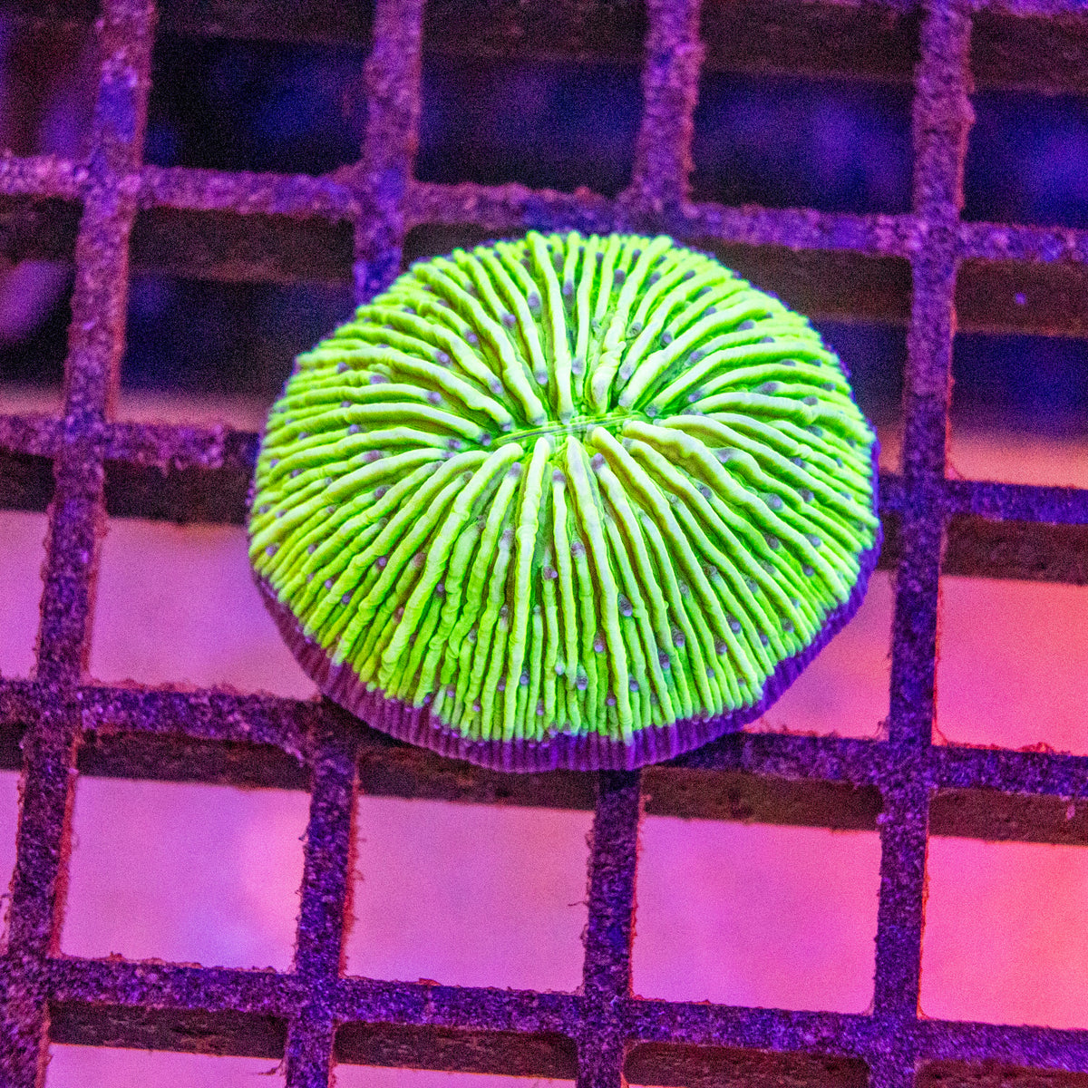 Fungia