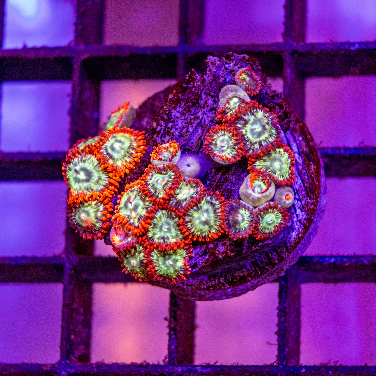 Zoanthid