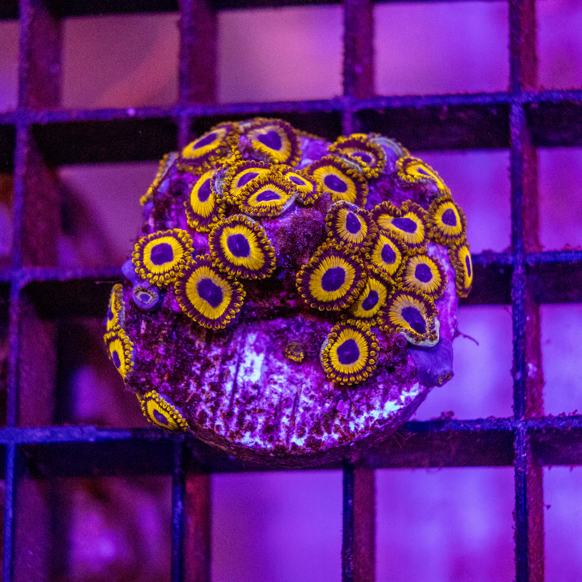 Zoanthid