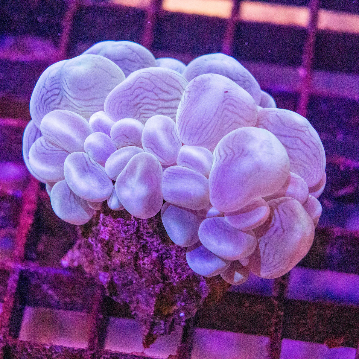 Bubble