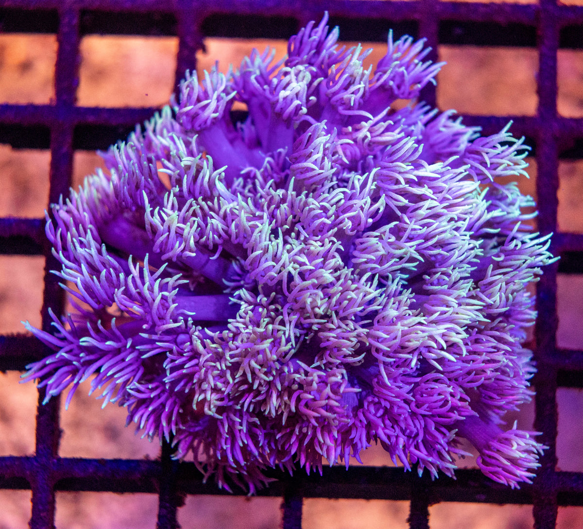 Goniopora