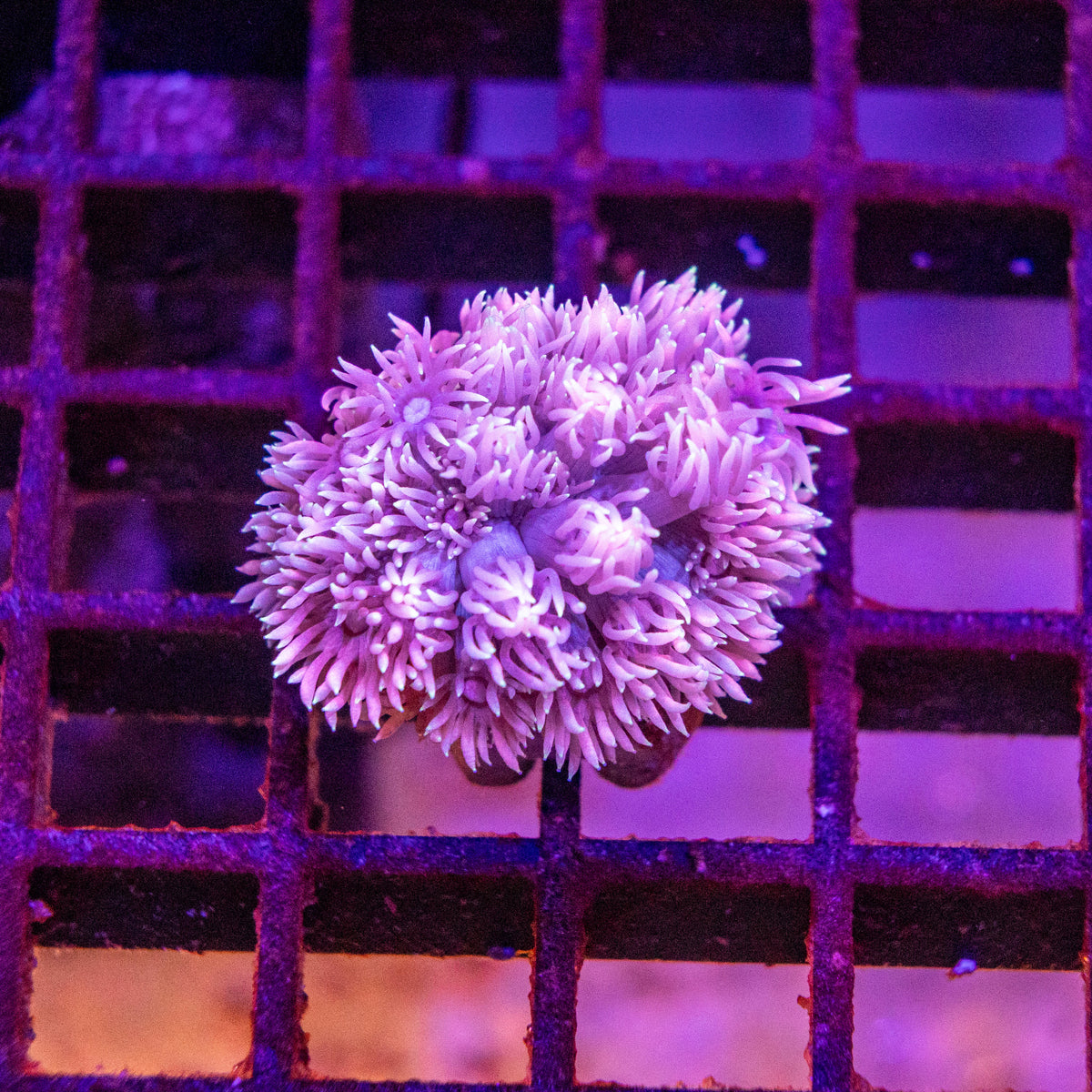 Goniopora