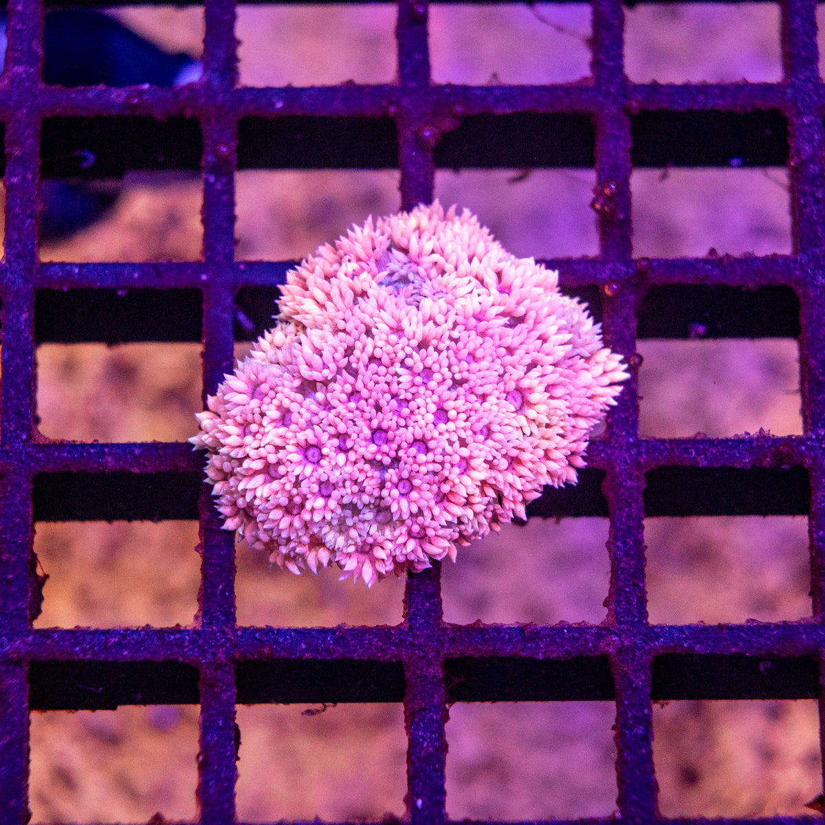 Goniopora