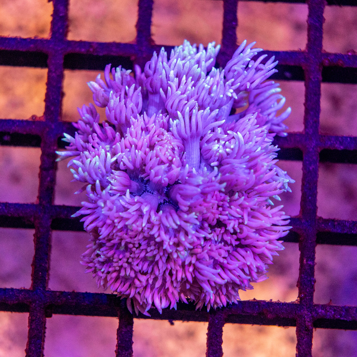 Goniopora