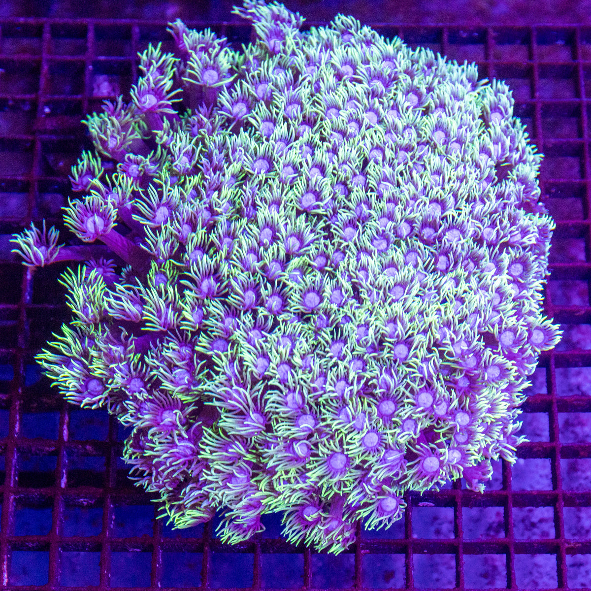 Goniopora