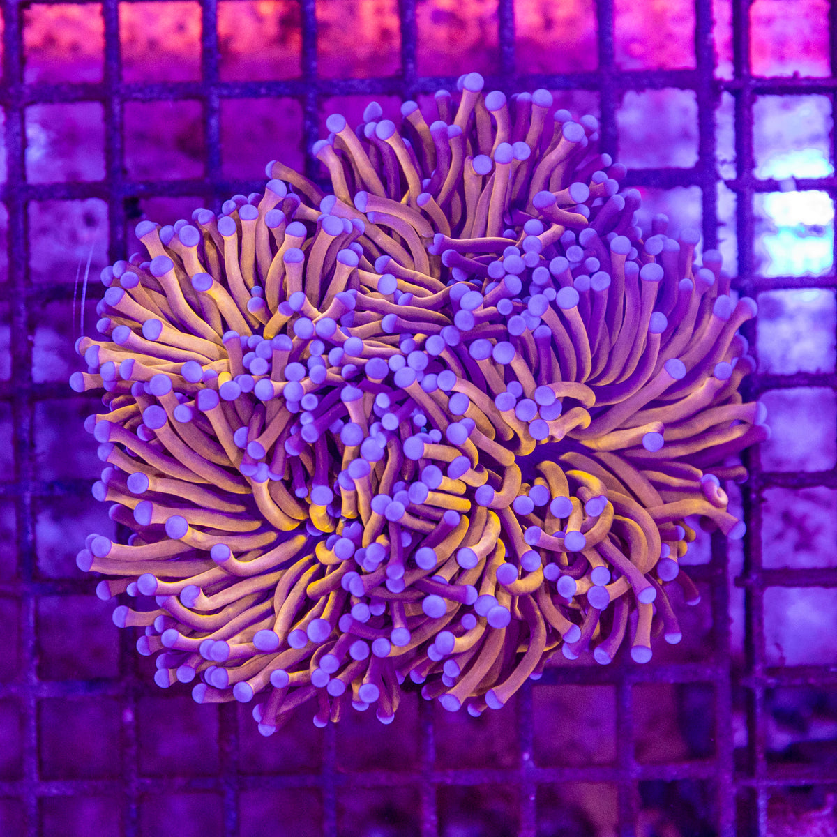 Gold Torch