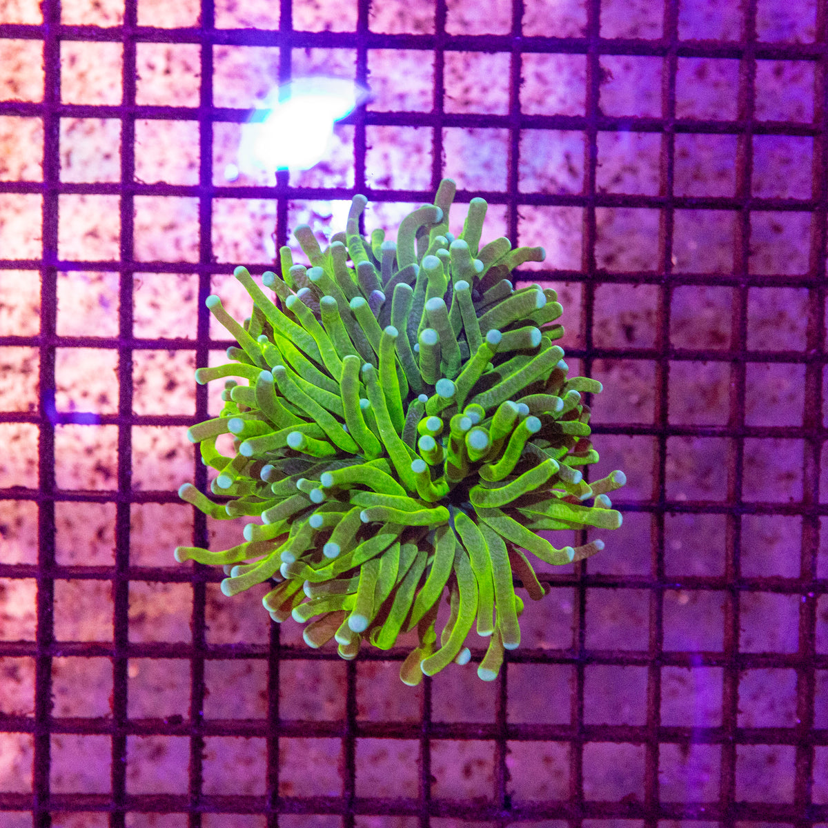 Hulk Torch