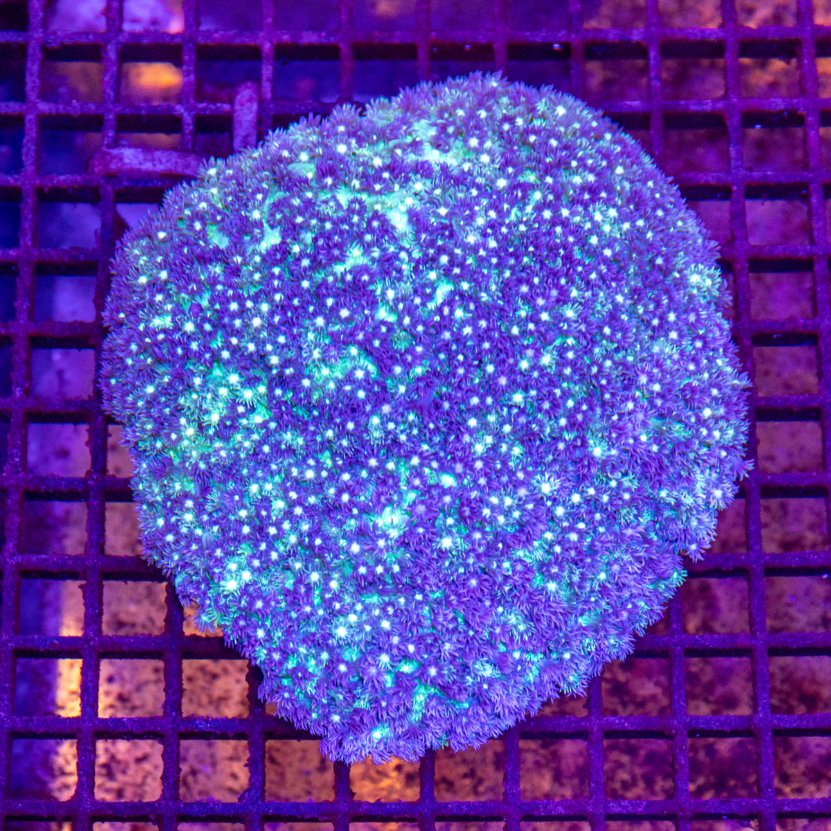 XL Goniopora