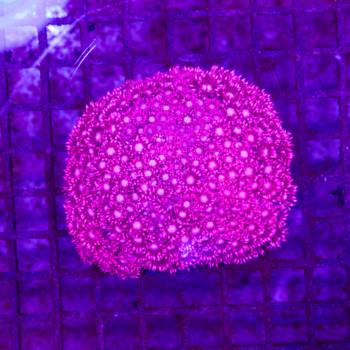 Goniopora