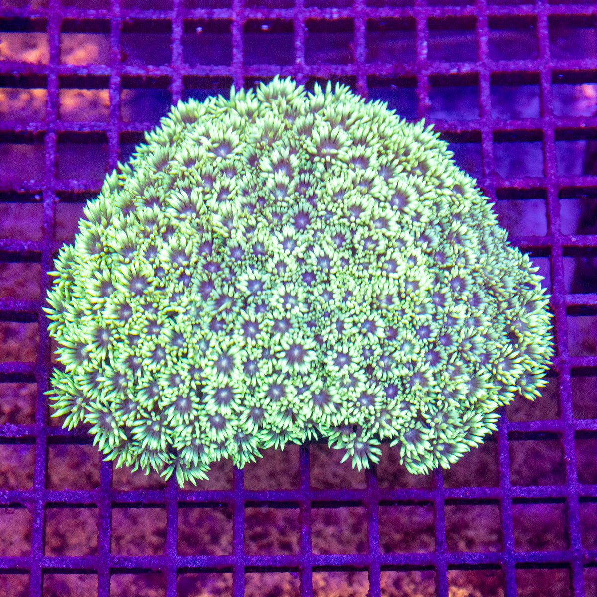 Goniopora