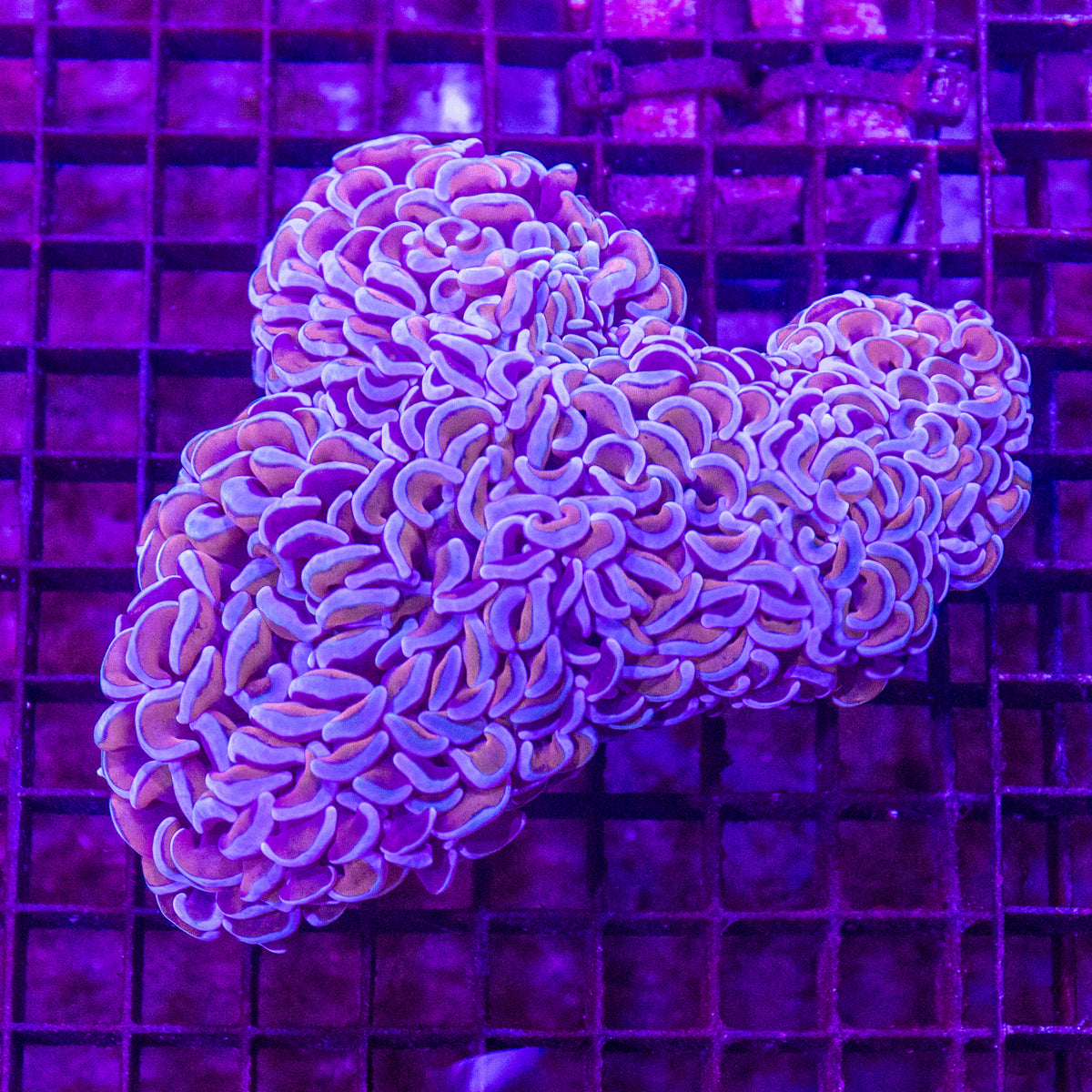 Hammer