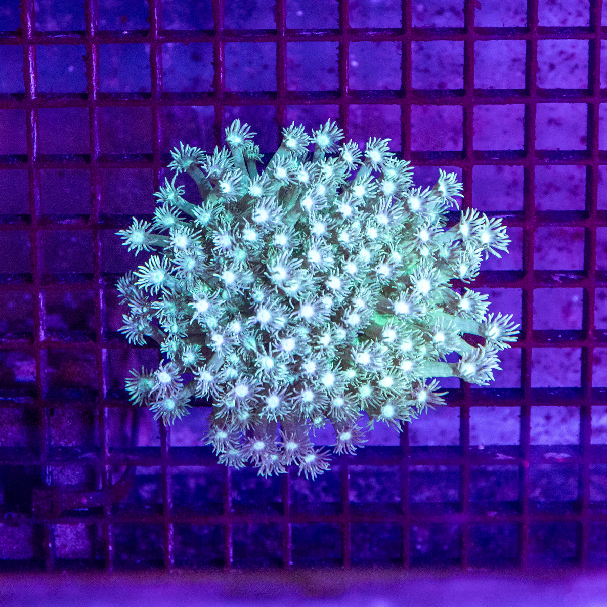 Goniopora