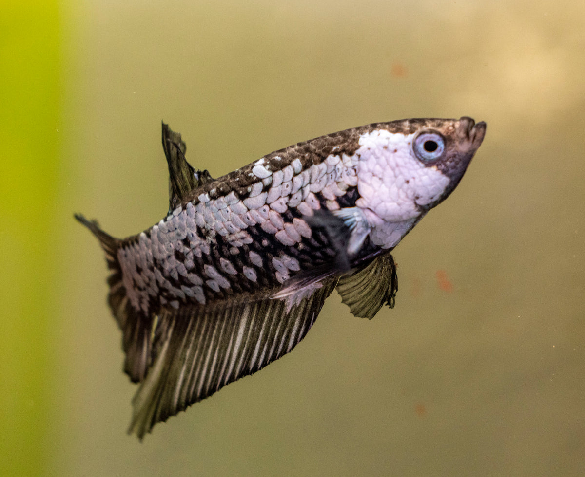 Male Betta - MB019