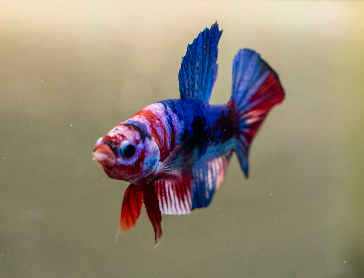 Male Betta - MB021