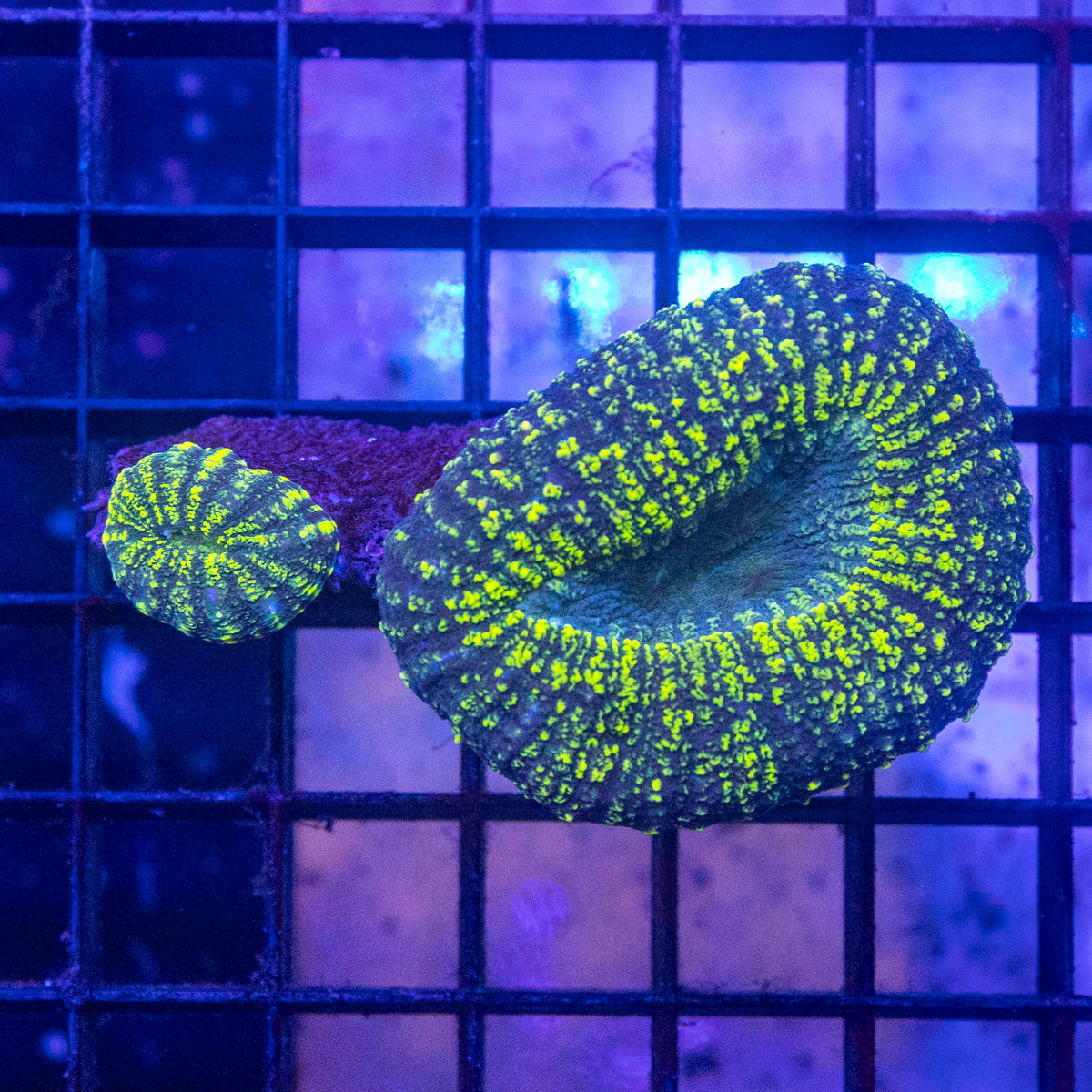 Lobo