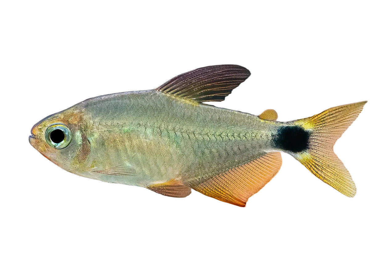 Racoon Tetra