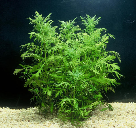 Wisteria (Hygrophila difformis)