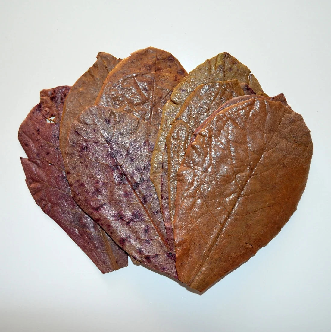 Aquarium Almond Leaves