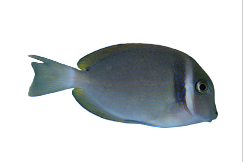 Whitebar Tang