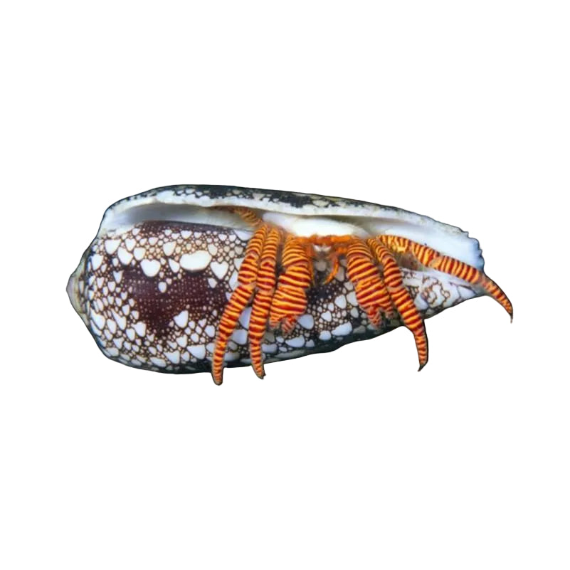 Halloween Hermit Crab