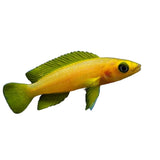Yellow Leleupi Cichlid - photo 1