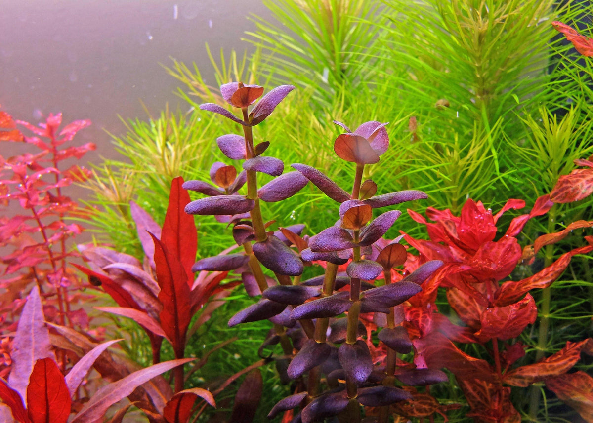 Bacopa salzmannii 'Purple'