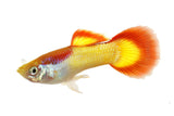 Sunset Guppy - photo 1