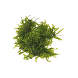 AquaLabs Moss - photo 3